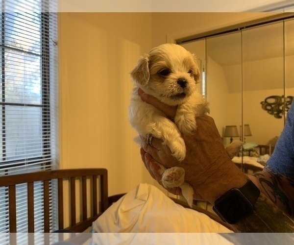 Medium Photo #3 ShihPoo Puppy For Sale in WETUMPKA, AL, USA