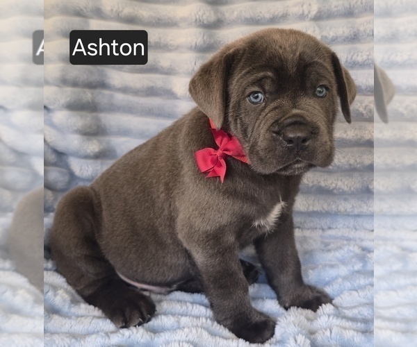 Medium Photo #4 Cane Corso Puppy For Sale in MINERAL WELLS, WV, USA