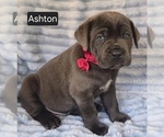 Small #3 Cane Corso
