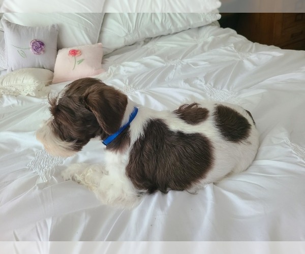 Medium Photo #5 Schnauzer (Miniature) Puppy For Sale in LUFKIN, TX, USA