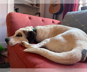 Lab-Pointer Dogs for adoption in Rustburg, VA, USA