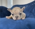 Small Photo #33 French Bulldog Puppy For Sale in LONG BEACH, CA, USA