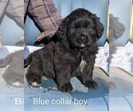 Puppy Puppy 5 Bernefie (pronounced burn-ah-fee)