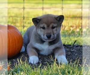 Shiba Inu Puppy for sale in LANCASTER, PA, USA