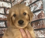 Litter of 10 - Male(s) and Female(s) Golden RetrieverLitter of Puppies for Sale - Photo #15