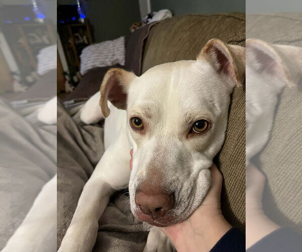 Medium Photo #4 American Pit Bull Terrier-Labrador Retriever Mix Puppy For Sale in Springdale, PA, USA