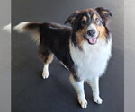 Small #5 Border Collie