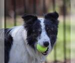 Small #14 Border Collie