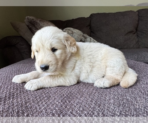 Medium Photo #1 Golden Retriever Puppy For Sale in FORDLAND, MO, USA