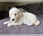 Image preview for Ad Listing. Nickname: Paisley