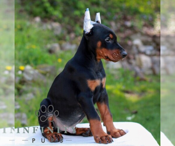 Medium Photo #3 Doberman Pinscher Puppy For Sale in NEWMANSTOWN, PA, USA
