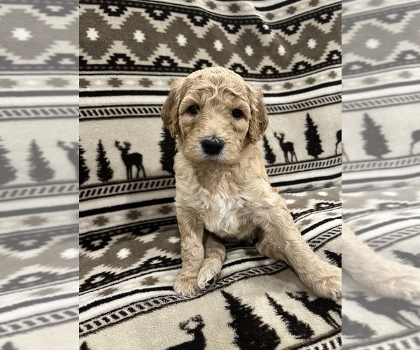 Medium Photo #4 Goldendoodle Puppy For Sale in LOWVILLE, NY, USA