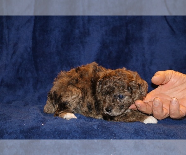 Medium Photo #9 Poodle (Toy) Puppy For Sale in DYERSBURG, TN, USA