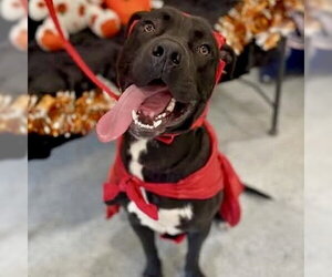 Labrador Retriever-Unknown Mix Dogs for adoption in Spring Lake, NC, USA