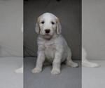 Puppy Ahsoka Sheepadoodle