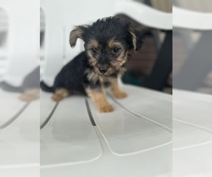 YorkiePoo Puppy for sale in BREMEN, IN, USA