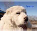 Small Photo #14 Central Asian Shepherd Dog Puppy For Sale in Winnipeg, Manitoba, Canada