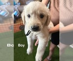 Puppy Black Golden Retriever