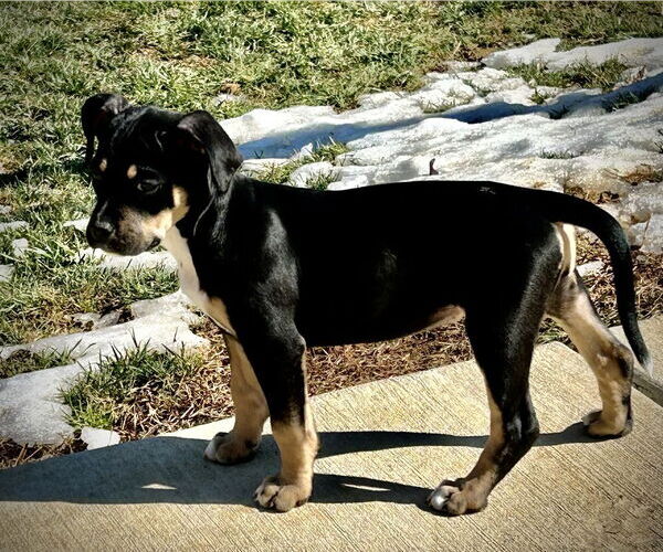 Medium Photo #3 Mutt Puppy For Sale in Mooresville, NC, USA