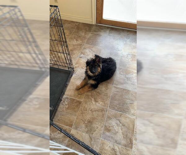 Medium Photo #1 German Shepherd Dog Puppy For Sale in Fruit Heights, UT, USA