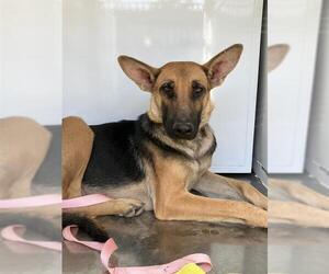 German Shepherd Dog Dogs for adoption in Stockton, CA, USA