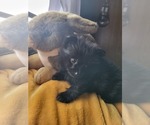 Small #8 Pomeranian