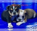 Puppy Puppy 1 English Bulldog