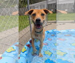 Small #1 Mountain Cur Mix