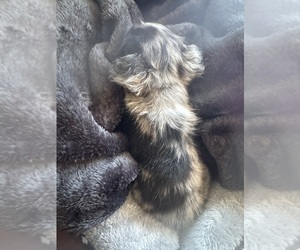 Chihuahua Puppy for sale in HAMILTON, OH, USA