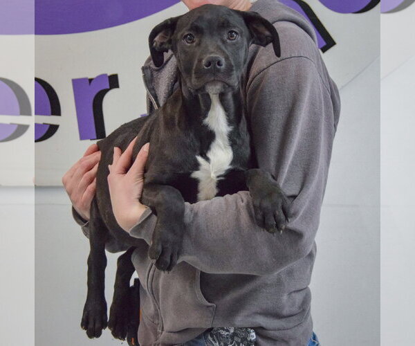 Medium Photo #4 American Staffordshire Terrier-Unknown Mix Puppy For Sale in Huntley, IL, USA