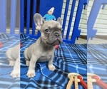 Puppy Bluey French Bulldog