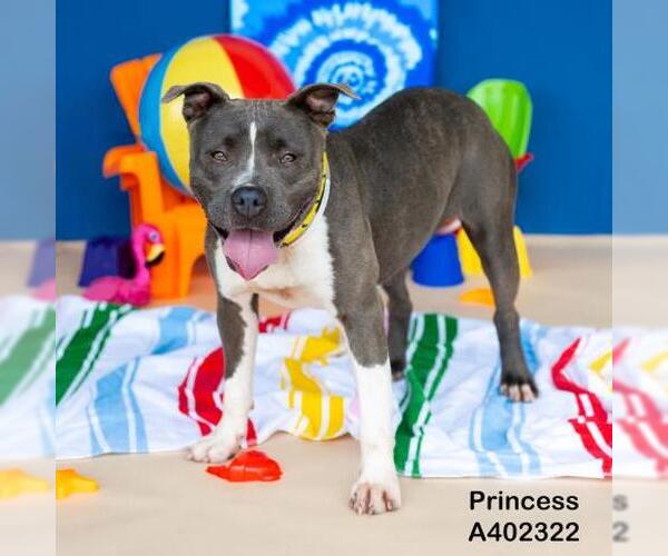 Medium Photo #2 American Pit Bull Terrier-Unknown Mix Puppy For Sale in Conroe, TX, USA