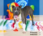 Small #1 American Pit Bull Terrier Mix