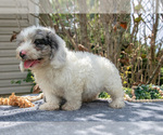 Small #2 Cavapoo