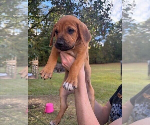 Medium Photo #8 Cane Corso Puppy For Sale in FAYETTEVILLE, NC, USA
