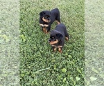 Small Photo #14 Rottweiler Puppy For Sale in COLUMBIA, TN, USA