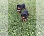 Small #13 Rottweiler