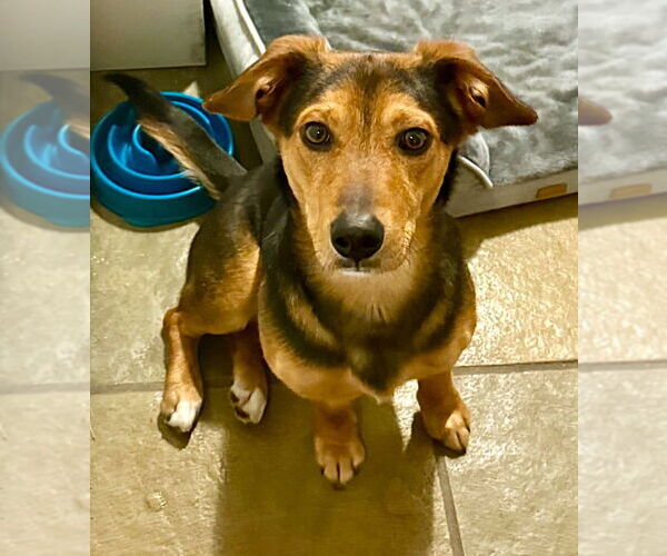 Medium Photo #4 Beagle-Unknown Mix Puppy For Sale in Dunnellon, FL, USA