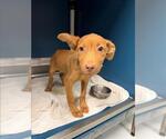Small Labrador Retriever Mix