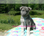 Small #5 German Shepherd Dog