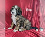 Small Photo #32 Bernedoodle Puppy For Sale in CANON CITY, CO, USA