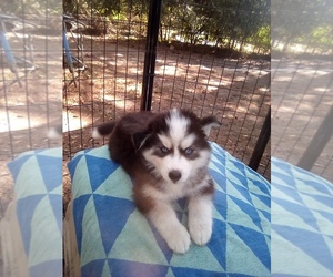Siberian Husky Puppy for sale in FLORENCE, SC, USA