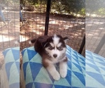 Small Siberian Husky
