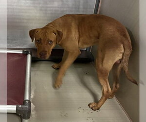 Mutt Dogs for adoption in Bakersfield, CA, USA