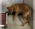 *CHURRO - Male Mutt Dog for Adoption - Small photo