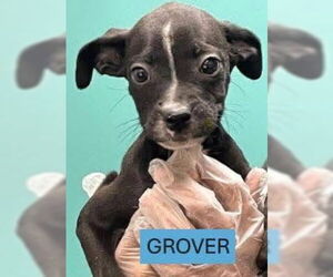 Mutt Dogs for adoption in Woodbury, NY, USA