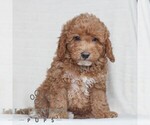 Small #1 Poodle (Miniature)