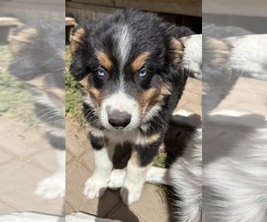 Australian Shepherd Puppy for sale in COTOPAXI, CO, USA