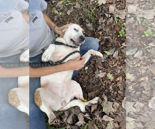 Medium Photo #1 Red Heeler-Unknown Mix Puppy For Sale in Sparta, TN, USA