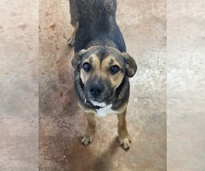 Beagle-Unknown Mix Dogs for adoption in Bolivar, MO, USA